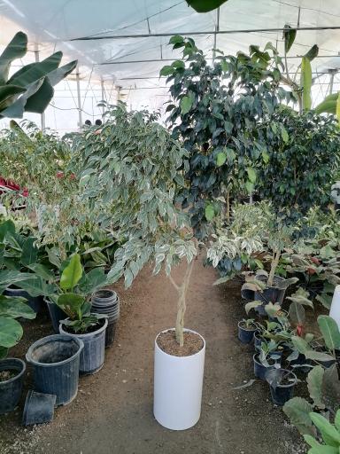 عکس گلخانه باغبان 