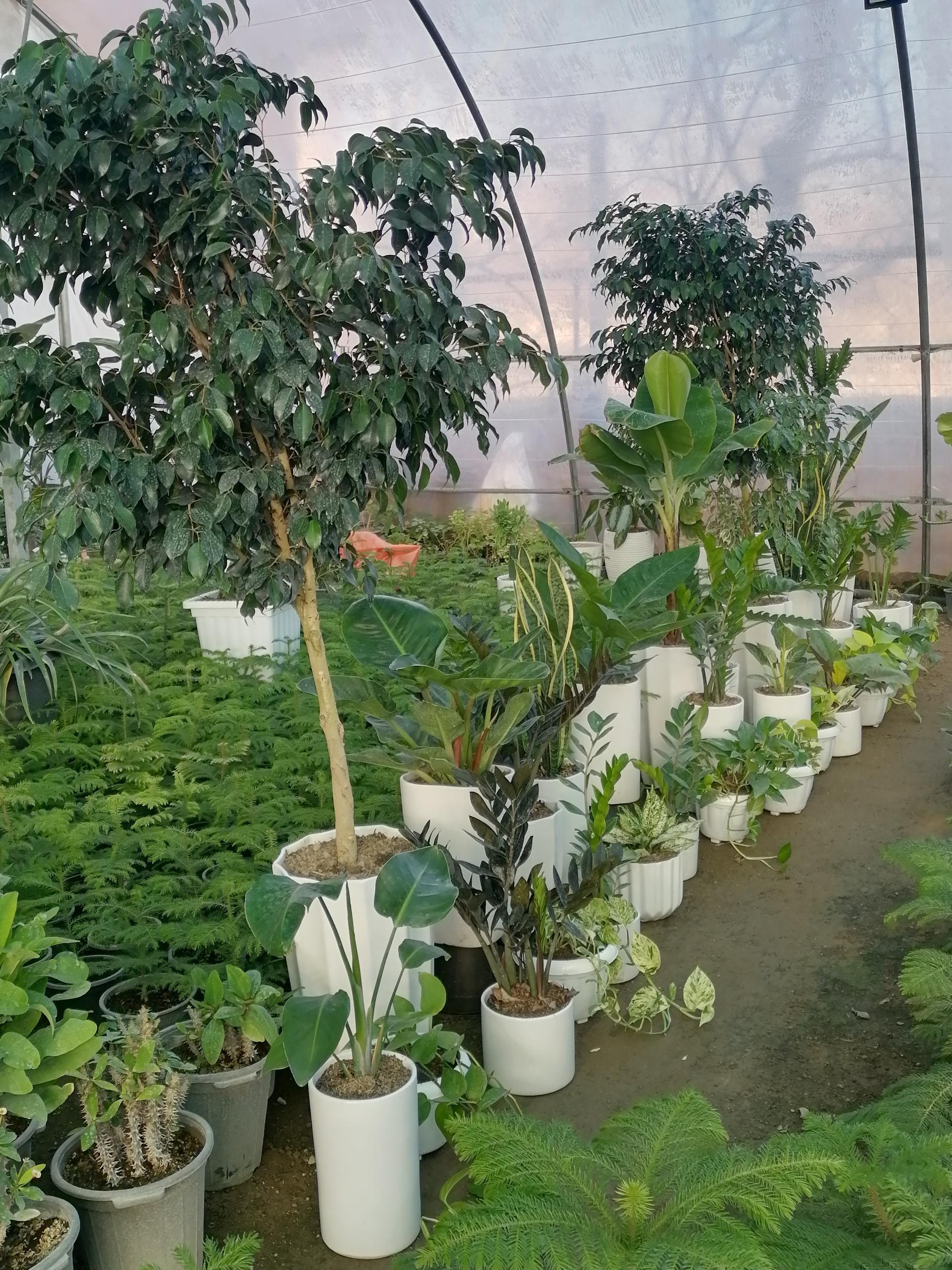 عکس گلخانه باغبان 