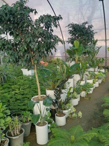 عکس گلخانه باغبان 