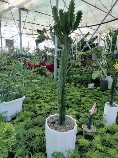 عکس گلخانه باغبان 