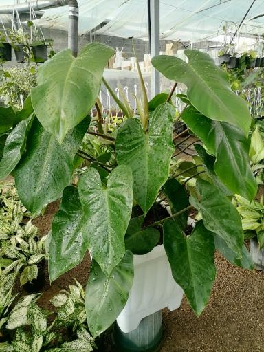 عکس گلخانه باغبان 