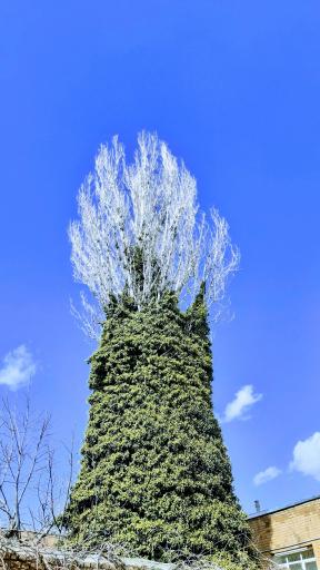 عکس درخت صنوبر پوشیده