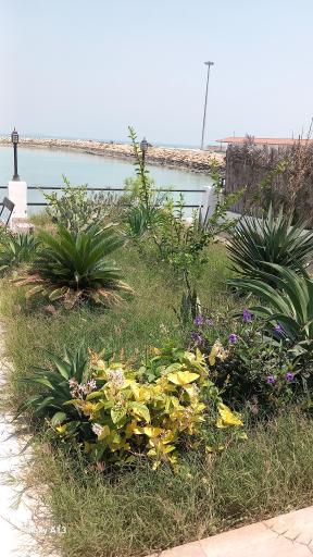 عکس اسکله هامون