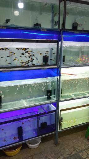 عکس مزرعه ماهی جهاندار