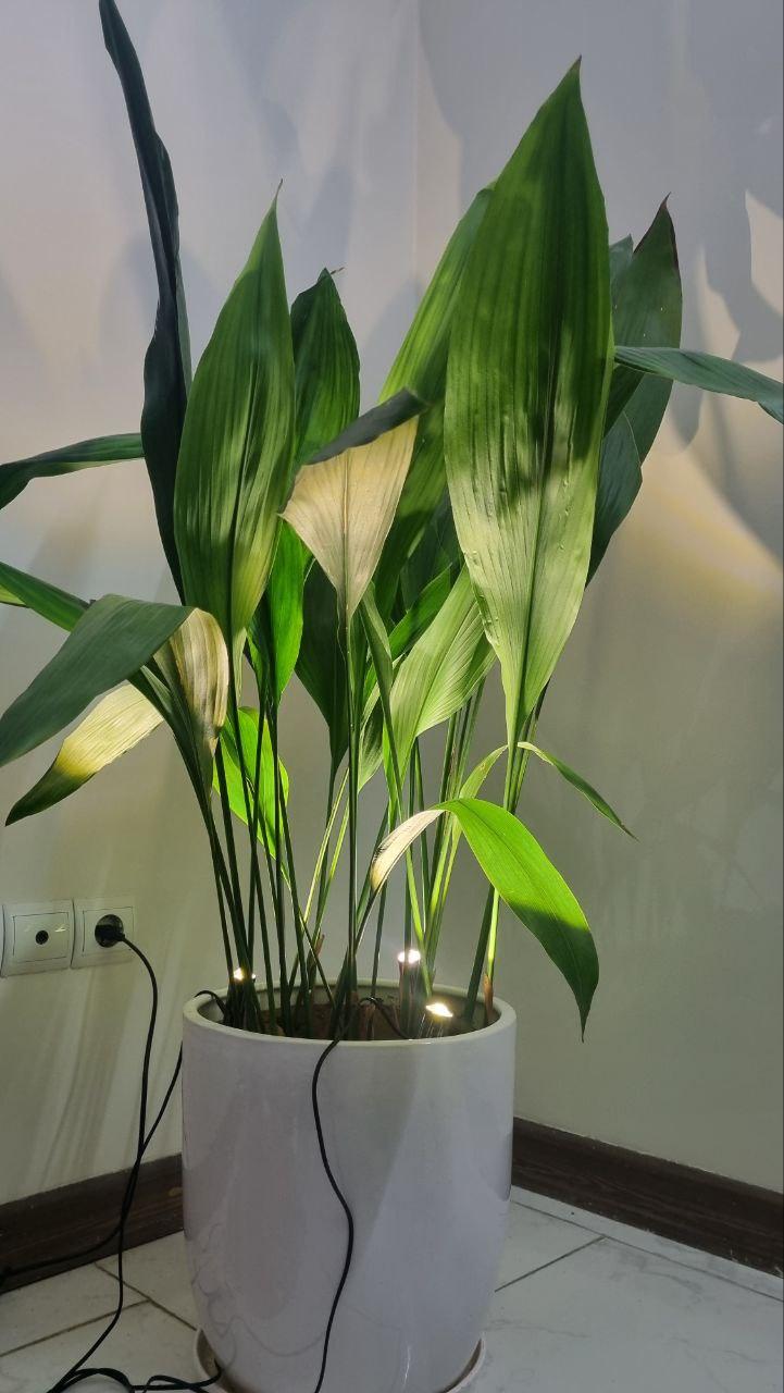 عکس فروشگاه لایت میژن