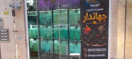 عکس آکواریوم ماهیان آب شیرین جهاندار