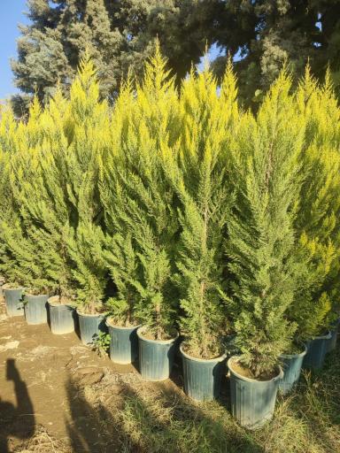 عکس خدمات باغبانی و فضای سبز