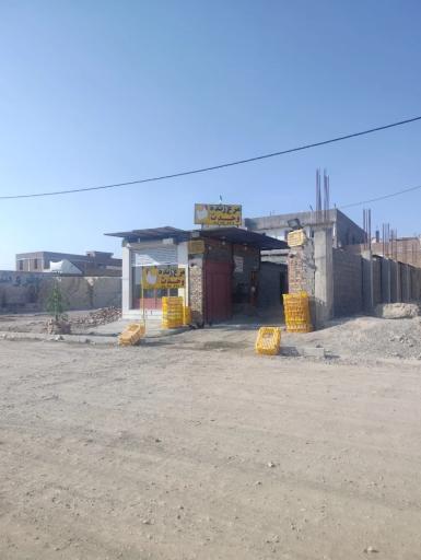 عکس مرغ زنده وحدت 