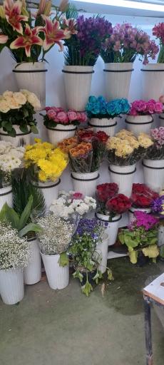 عکس گلفروشی رز