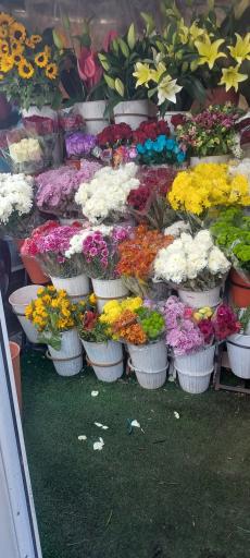 عکس گلفروشی رز