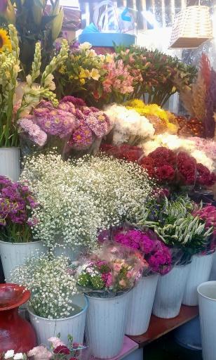 عکس گلفروشی رز