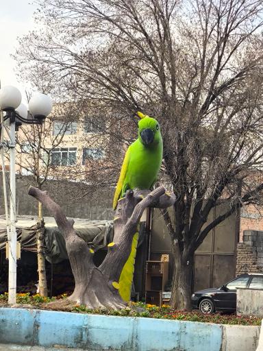 عکس میدان طوطی