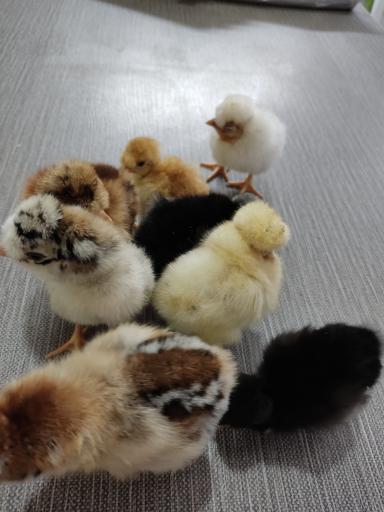 عکس جوجه یک روزه نجفی (دفتر فروش چکاوک)