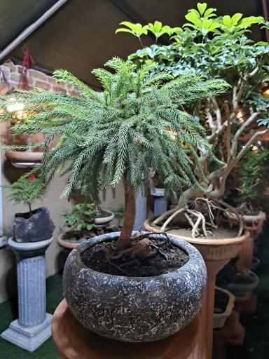 عکس تعاونی گل و گیاه زندگی سبز