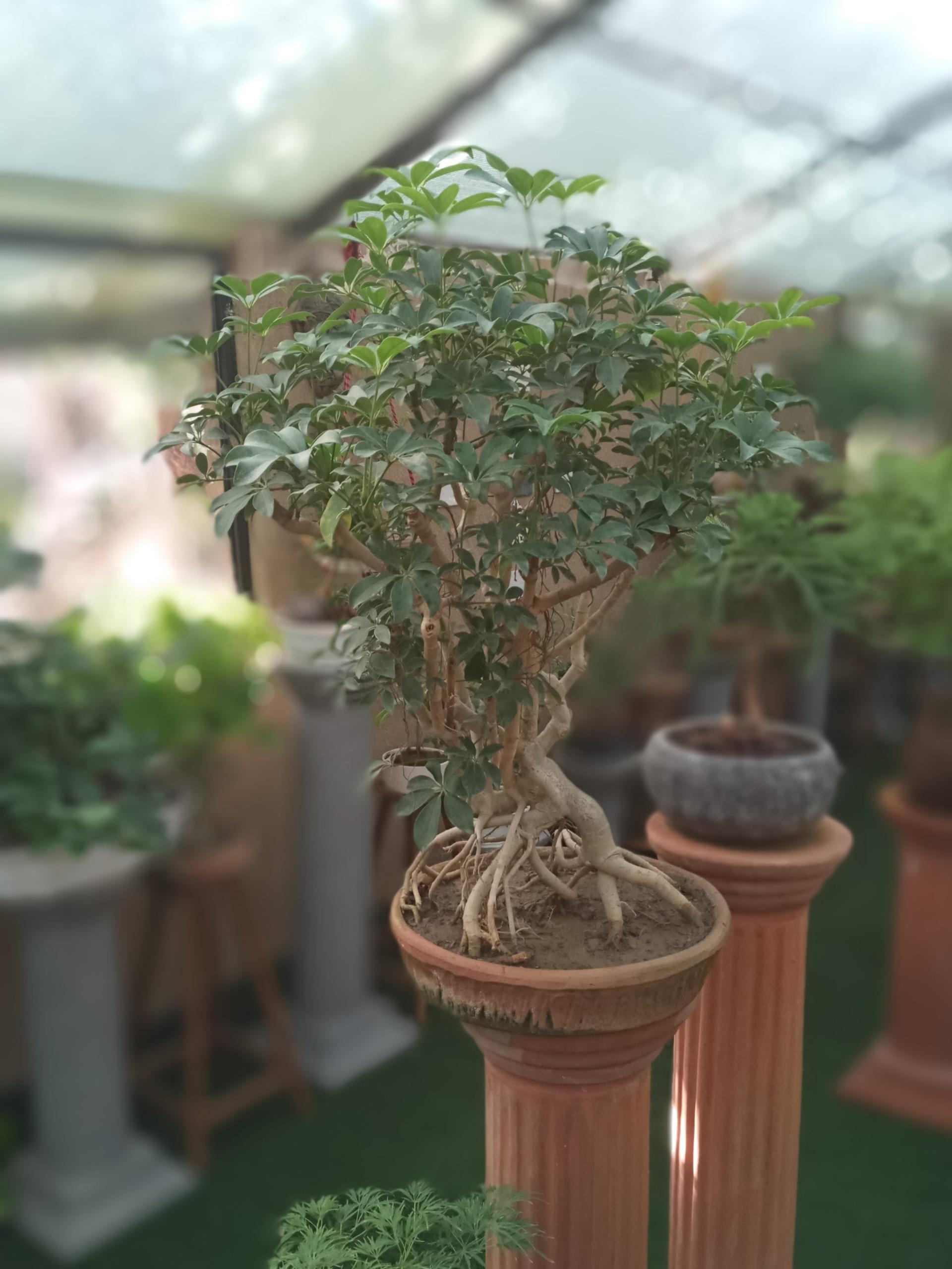 عکس تعاونی گل و گیاه زندگی سبز