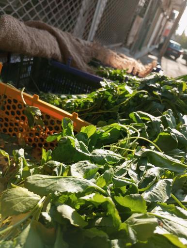 عکس میوه سرای بلوار 