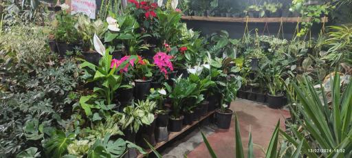 عکس گلخانه هلند کوچک