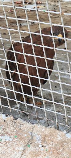 عکس باغ پرندگان فدک 