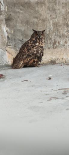 عکس باغ پرندگان فدک 