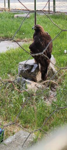 عکس باغ پرندگان فدک 