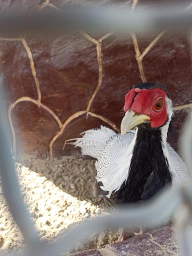 عکس باغ پرندگان فدک 