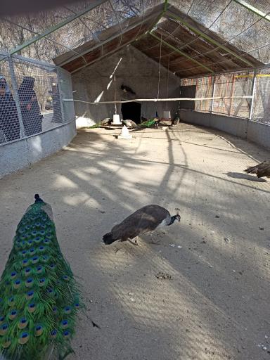 عکس باغ پرندگان فدک 