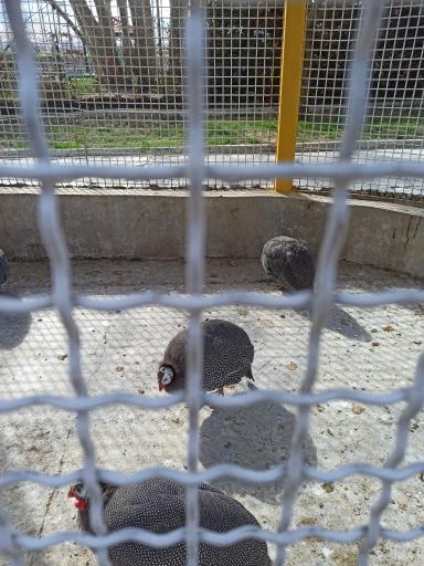 عکس باغ پرندگان فدک 