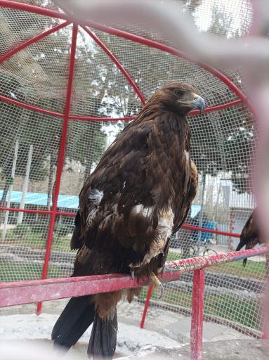 عکس باغ پرندگان فدک 