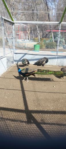 عکس باغ پرندگان فدک 