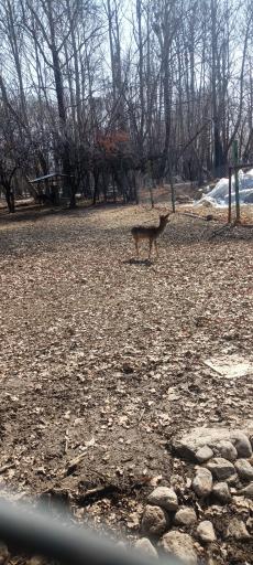 عکس باغ پرندگان فدک 