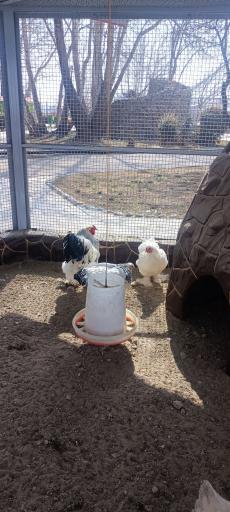 عکس باغ پرندگان فدک 