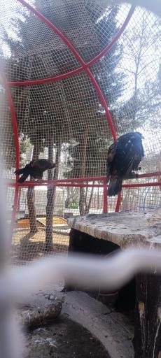 عکس باغ پرندگان فدک 