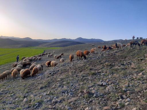 عکس چاپان