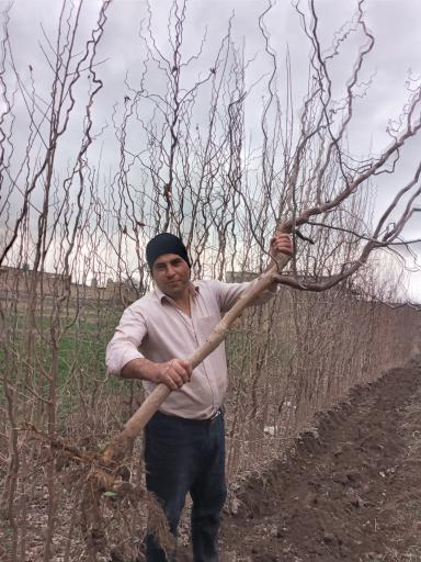 عکس نهال فروشی ابراهیم ارشک