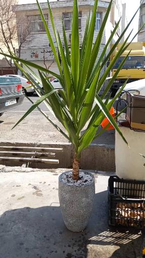 گل فروشی بوژان