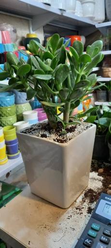 گل فروشی بوژان