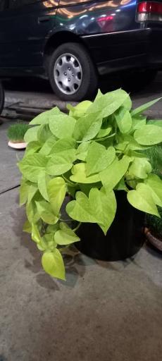 گل فروشی بوژان