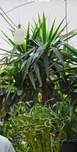 عکس گلخانه همیشه سبز مشهد