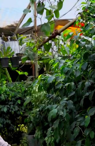 عکس گلخانه همیشه سبز مشهد