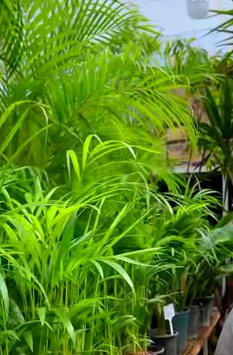 عکس گلخانه همیشه سبز مشهد