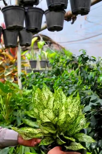 عکس گلخانه همیشه سبز مشهد