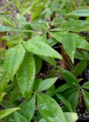 عکس گلخانه همیشه سبز مشهد