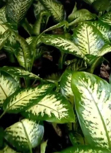 عکس گلخانه همیشه سبز مشهد