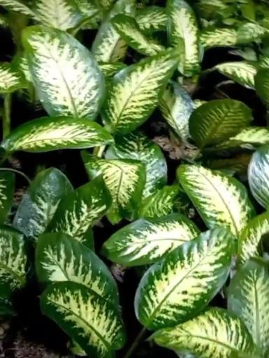 عکس گلخانه همیشه سبز مشهد