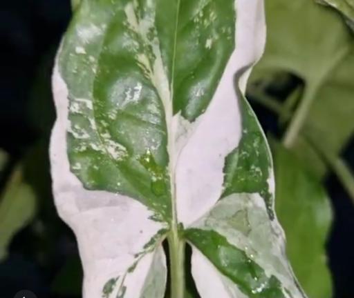 عکس گلخانه همیشه سبز مشهد