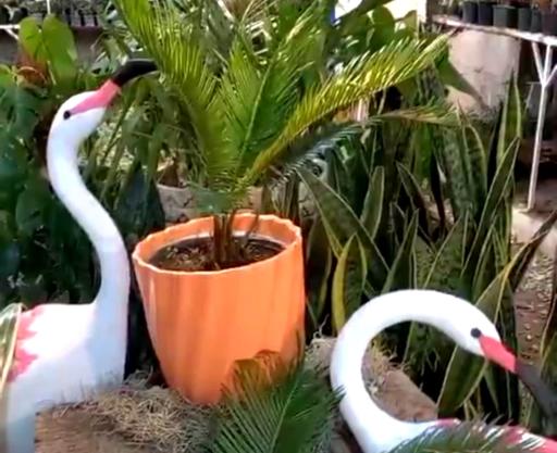 عکس گلخانه همیشه سبز مشهد