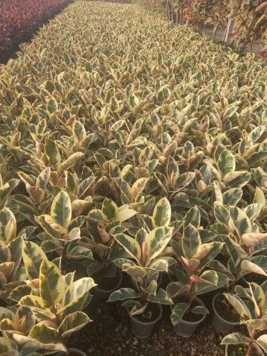 عکس گلخانه همیشه سبز مشهد