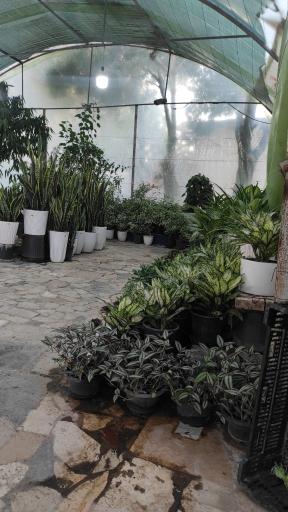 عکس گلخانه یاس