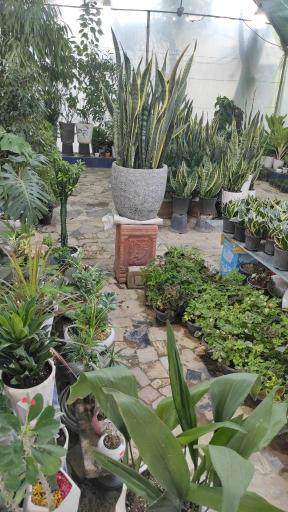 عکس گلخانه یاس