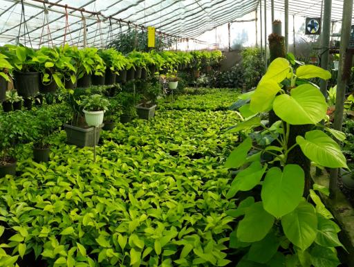 عکس گلخانه نیلا